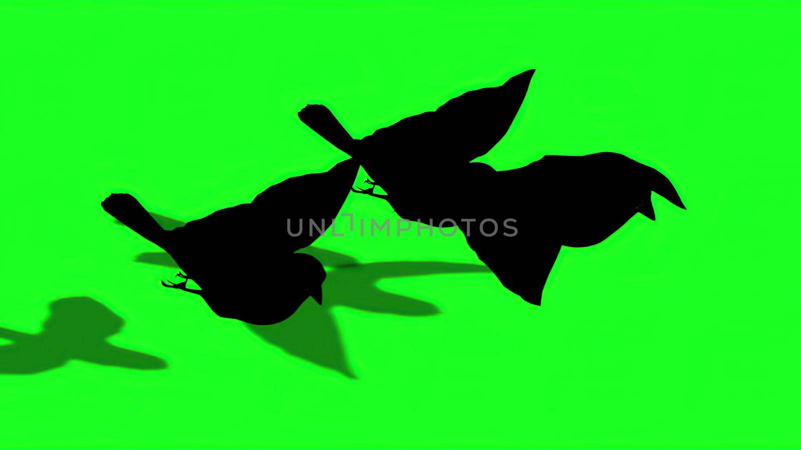 3d illustration - Silhouette of Sparrow - Green Screen