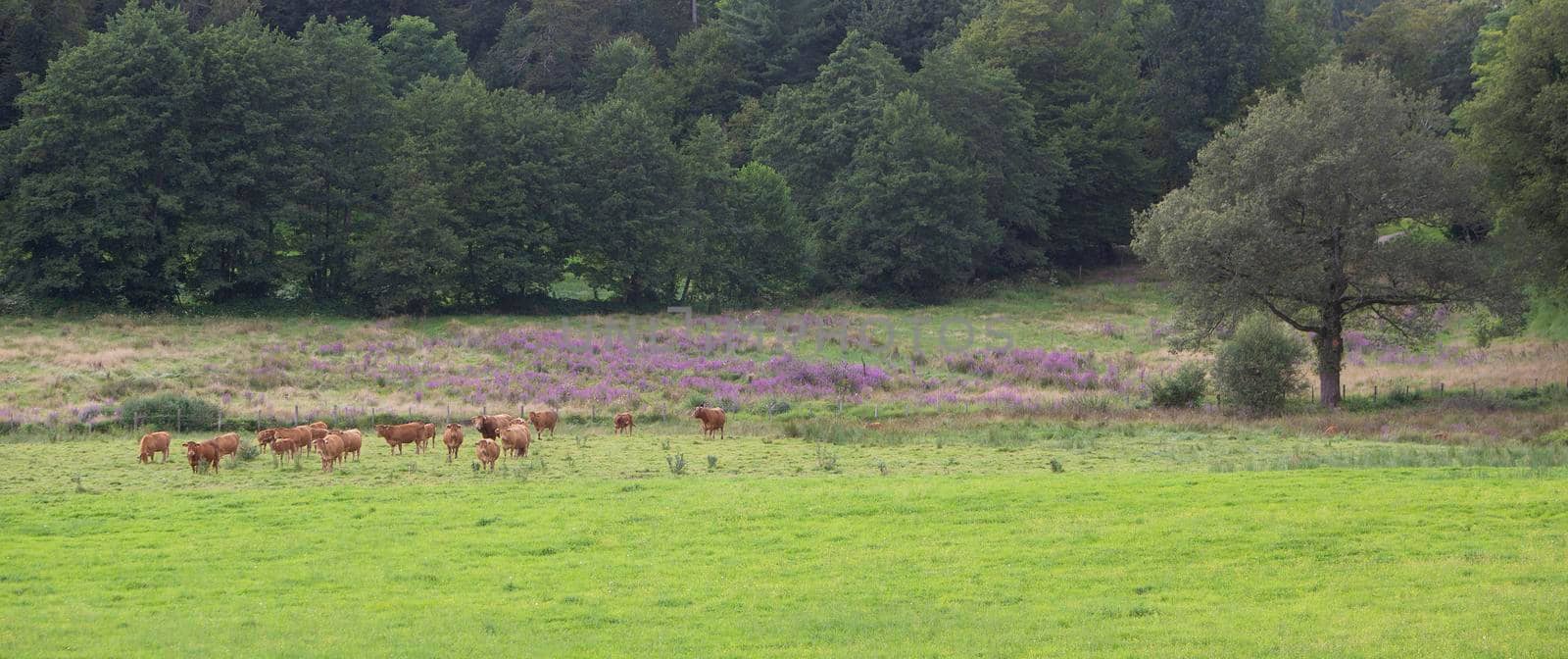 group of limousin cows in france near heather and forest by ahavelaar