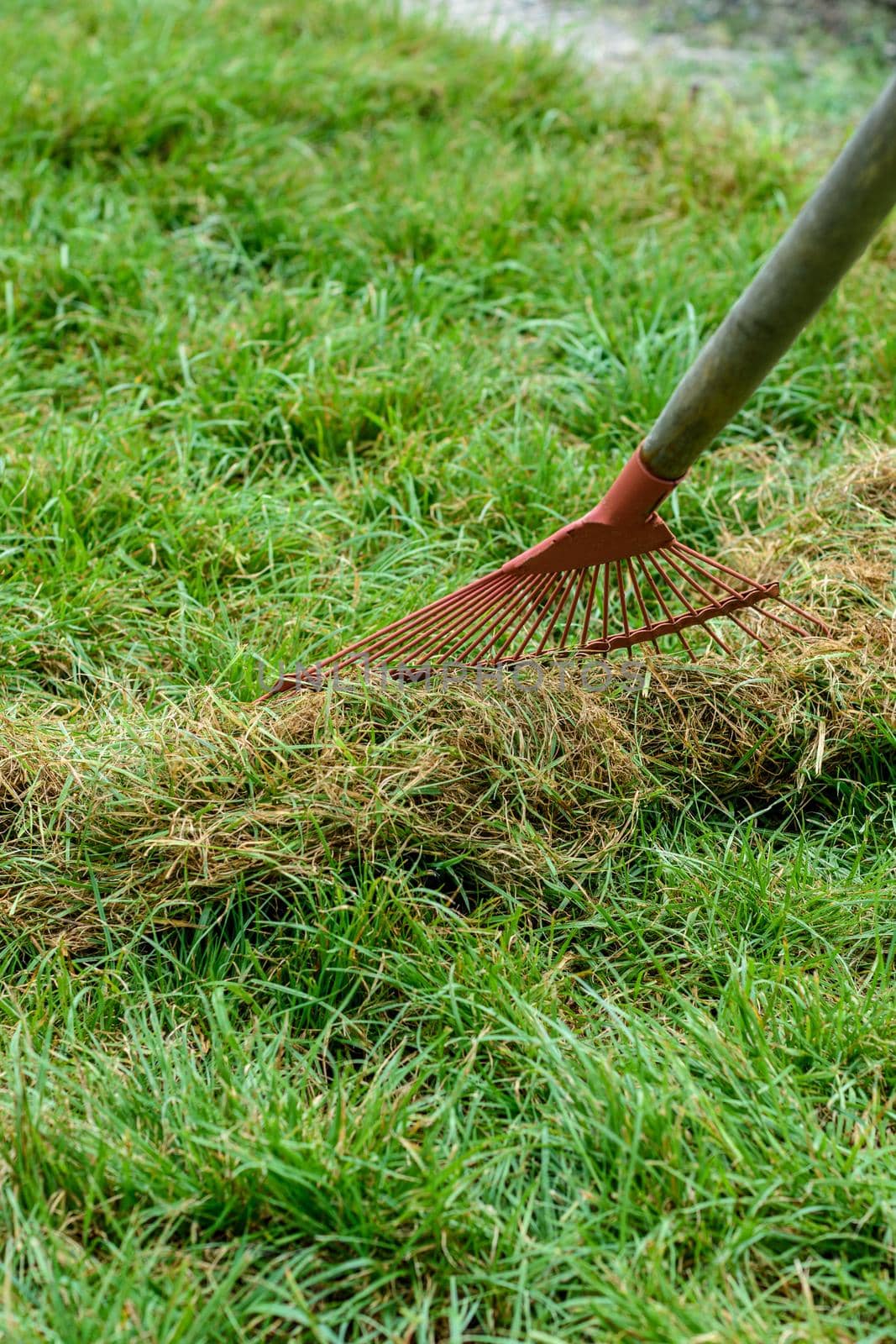 Cleaning of garbage and dry grass from the lawn with a fan rake