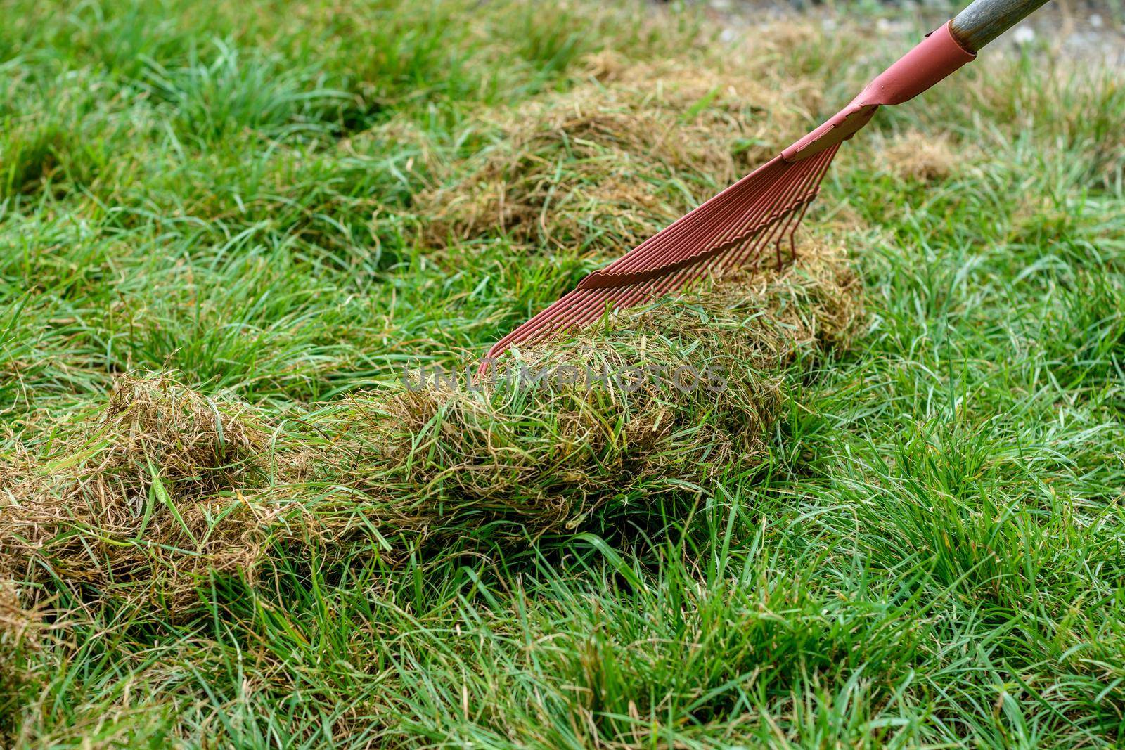 Thinning the lawn in the garden with a fan rake by Madhourse