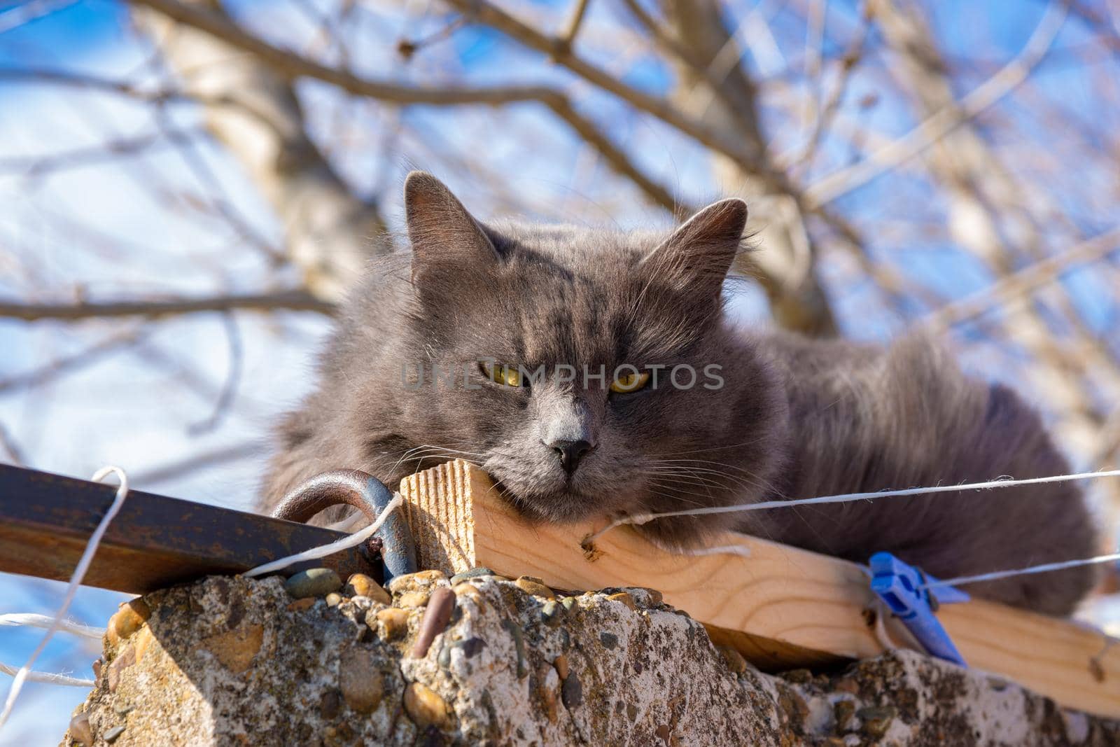 Funny cat lies on the fence, close-up portrait
