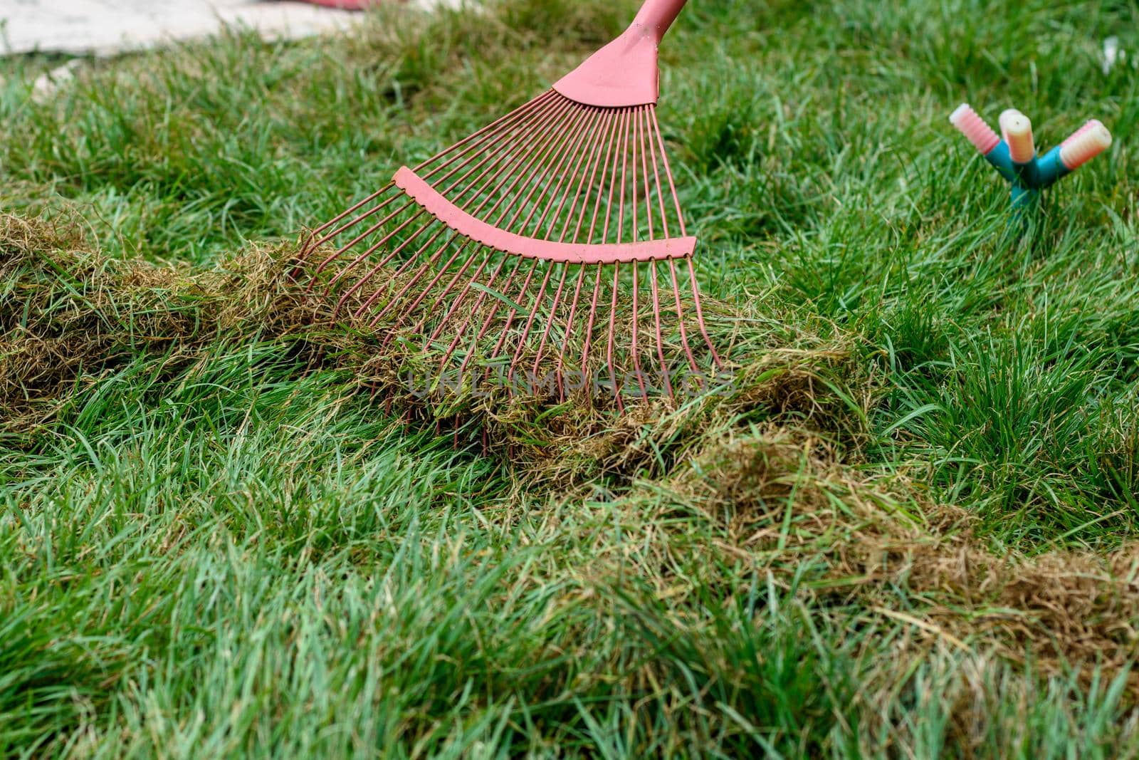 Cleaning cut grass with a fan rake