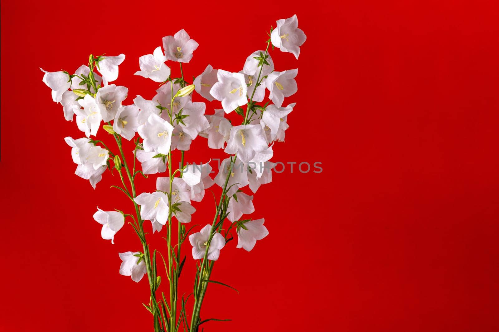 A bouquet of flowers bells on a red background
