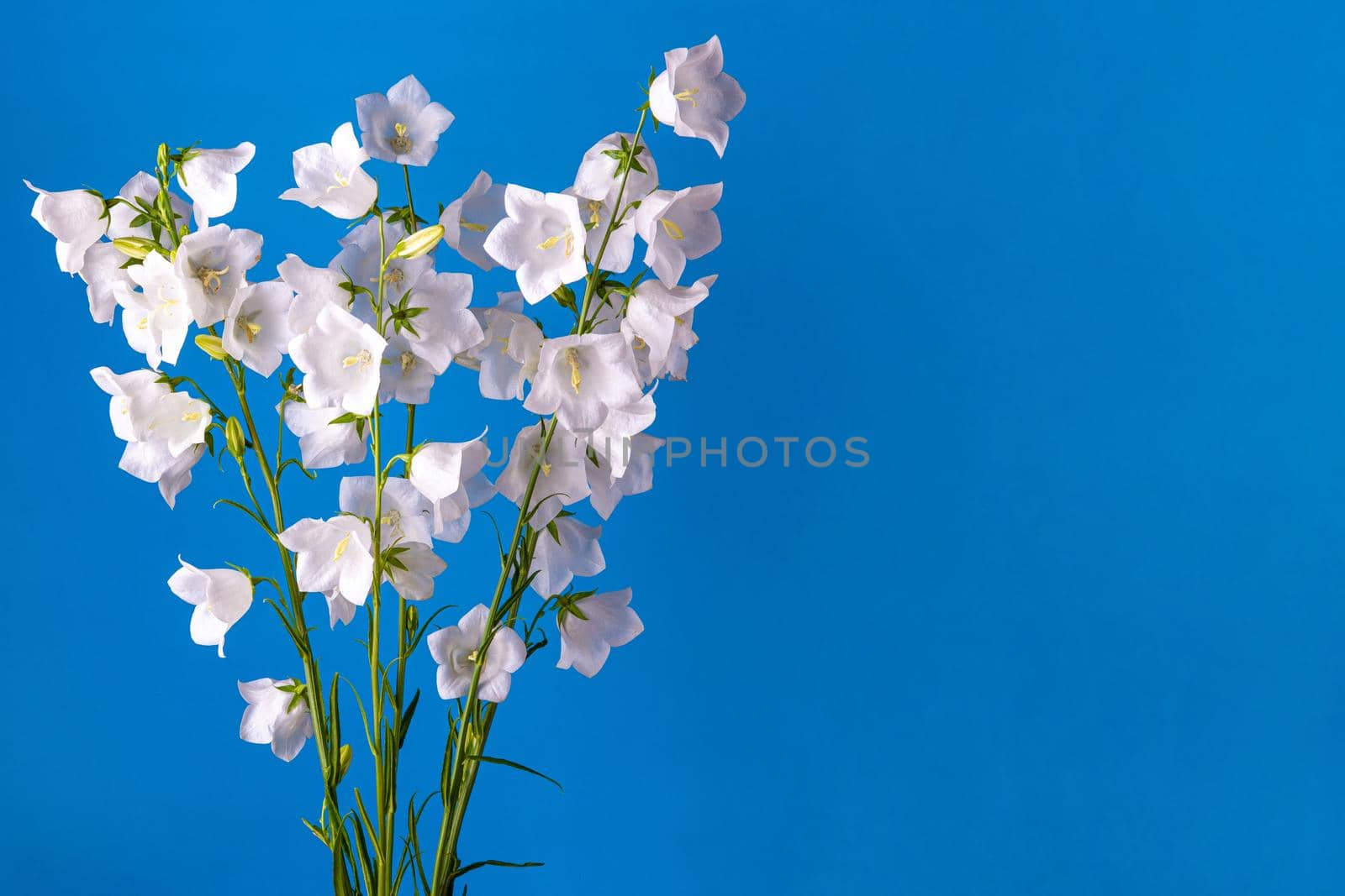 Bouquet of flowers bells on a blue background