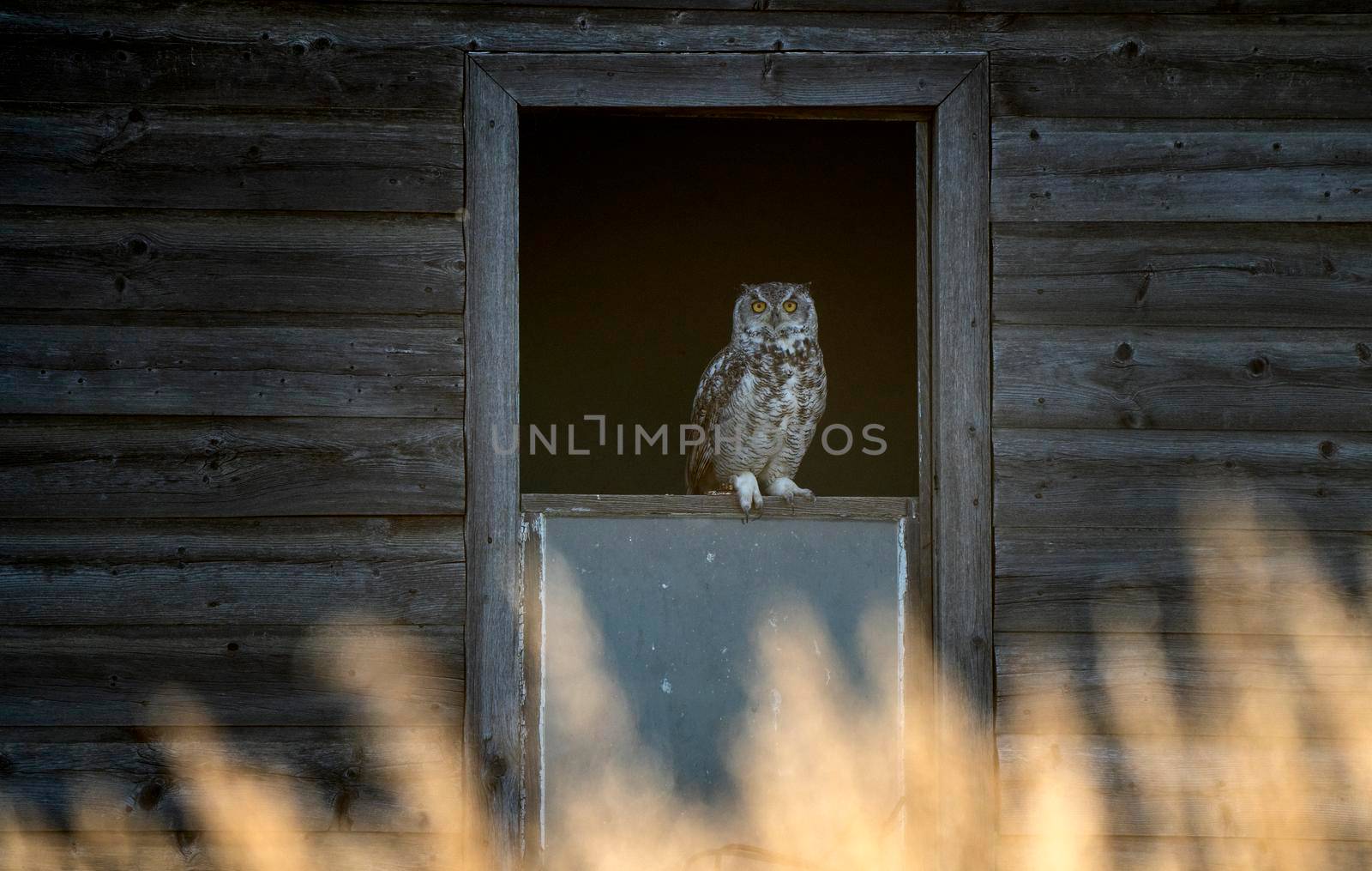 Young Great Horned Owl in a Barn Window