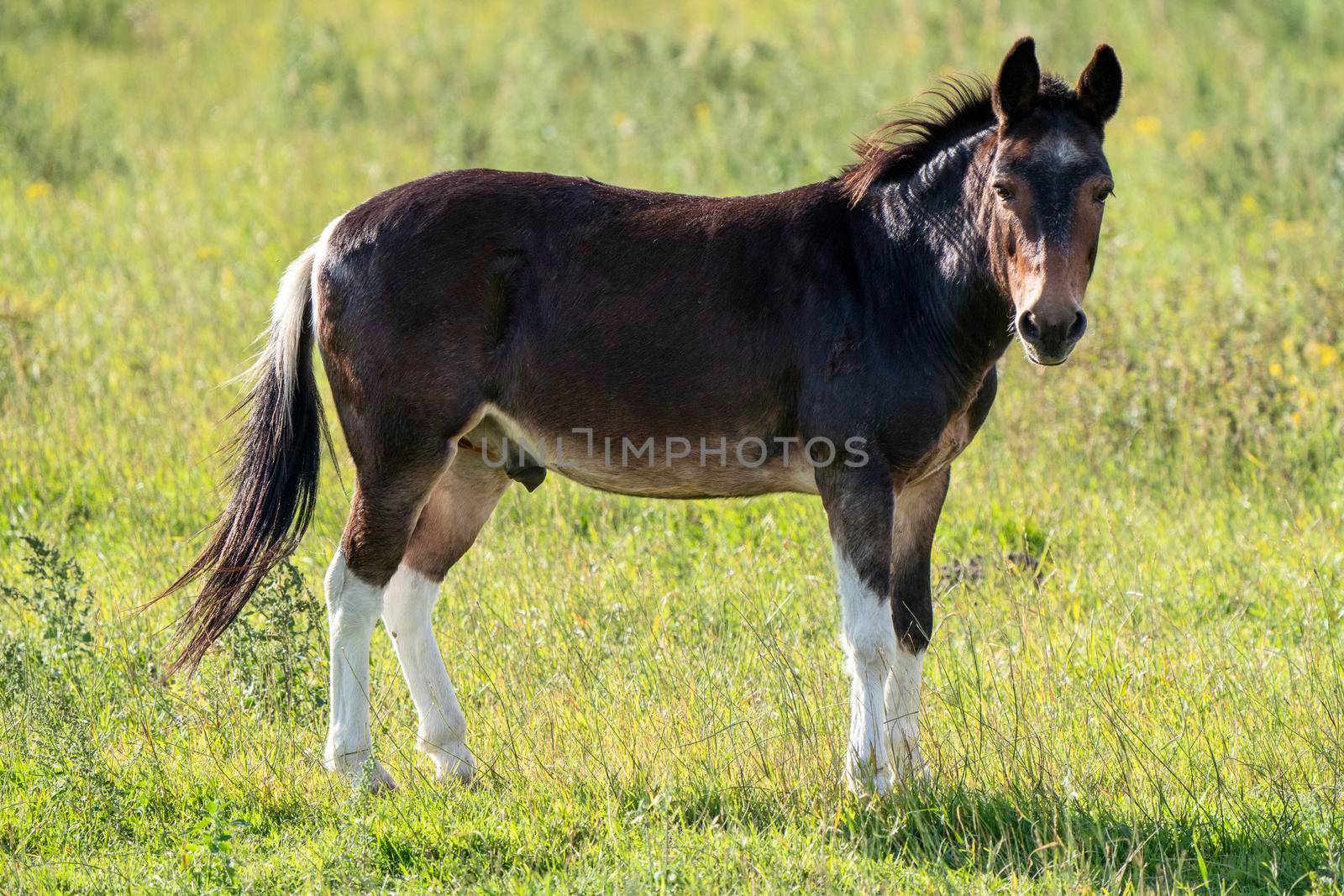 Young Male Horse in a Farm Field Saskatchewan