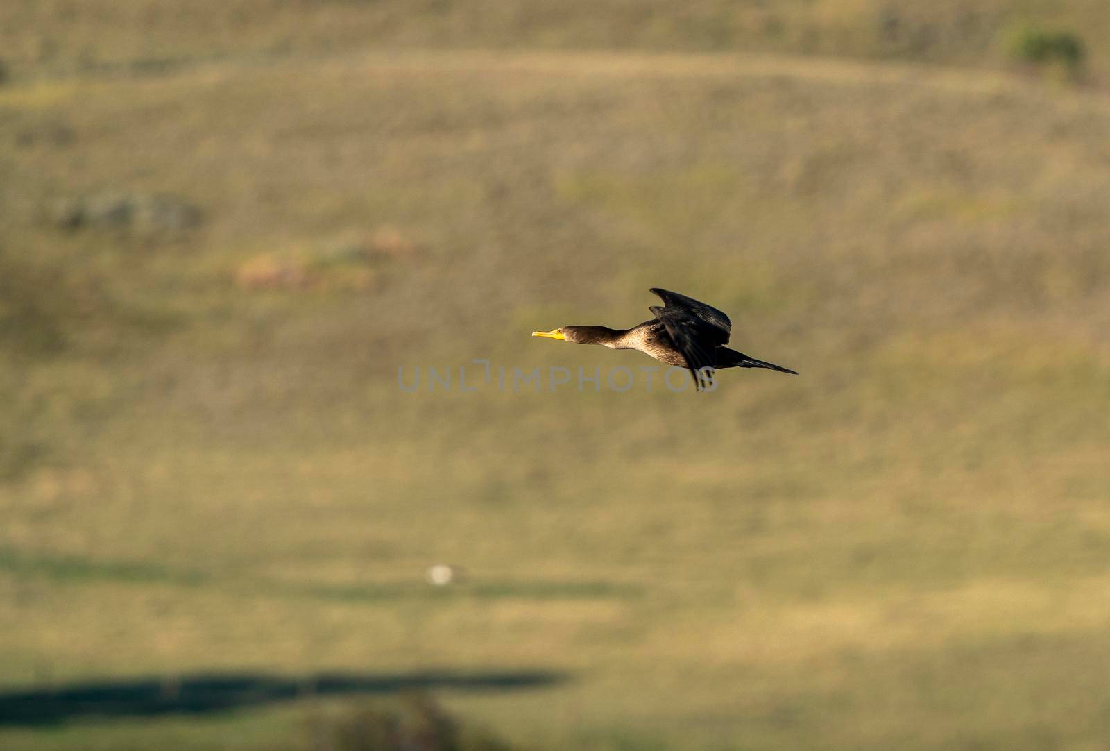 Cormorant in Flight In Prairie Saskatchewan Canada