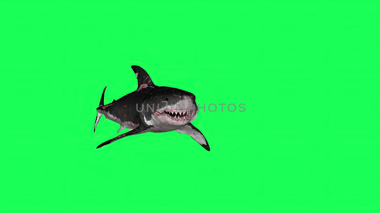 3d illustration - Shark  In A  Green Screen -  background