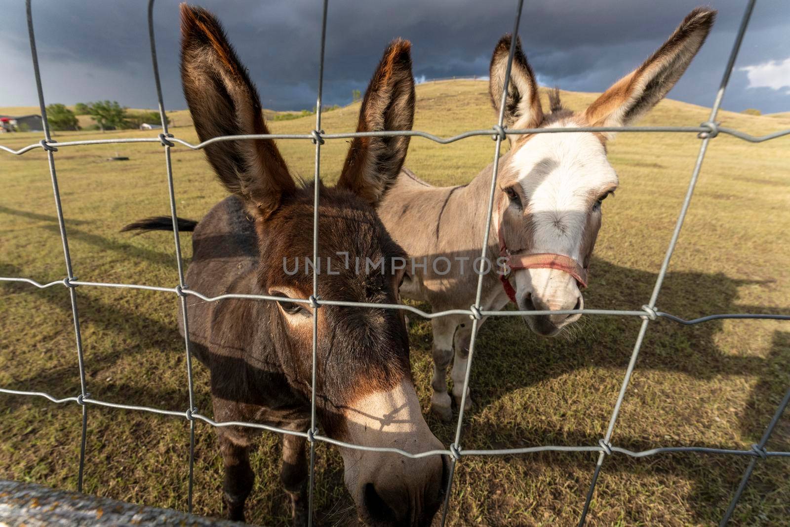 Prairie Storm Canada Summer time donkey in foreground