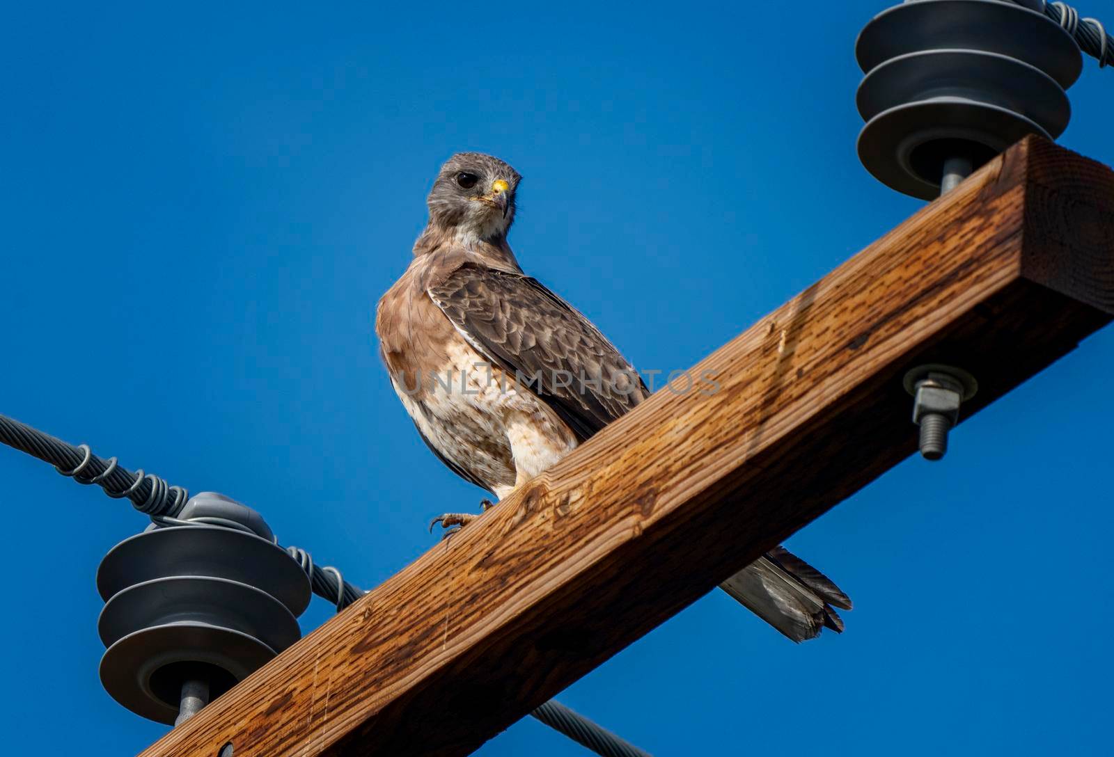 Swainson Hawk on Pole blue sky close up