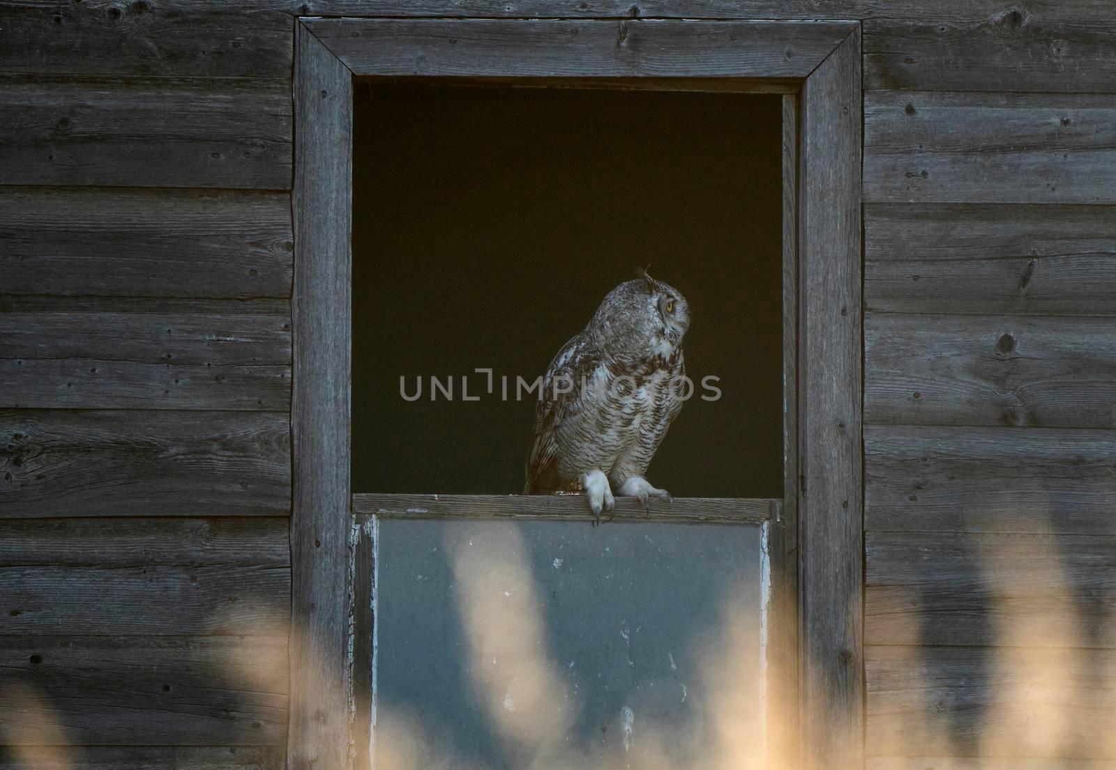 Young Great Horned Owl in a Barn Window