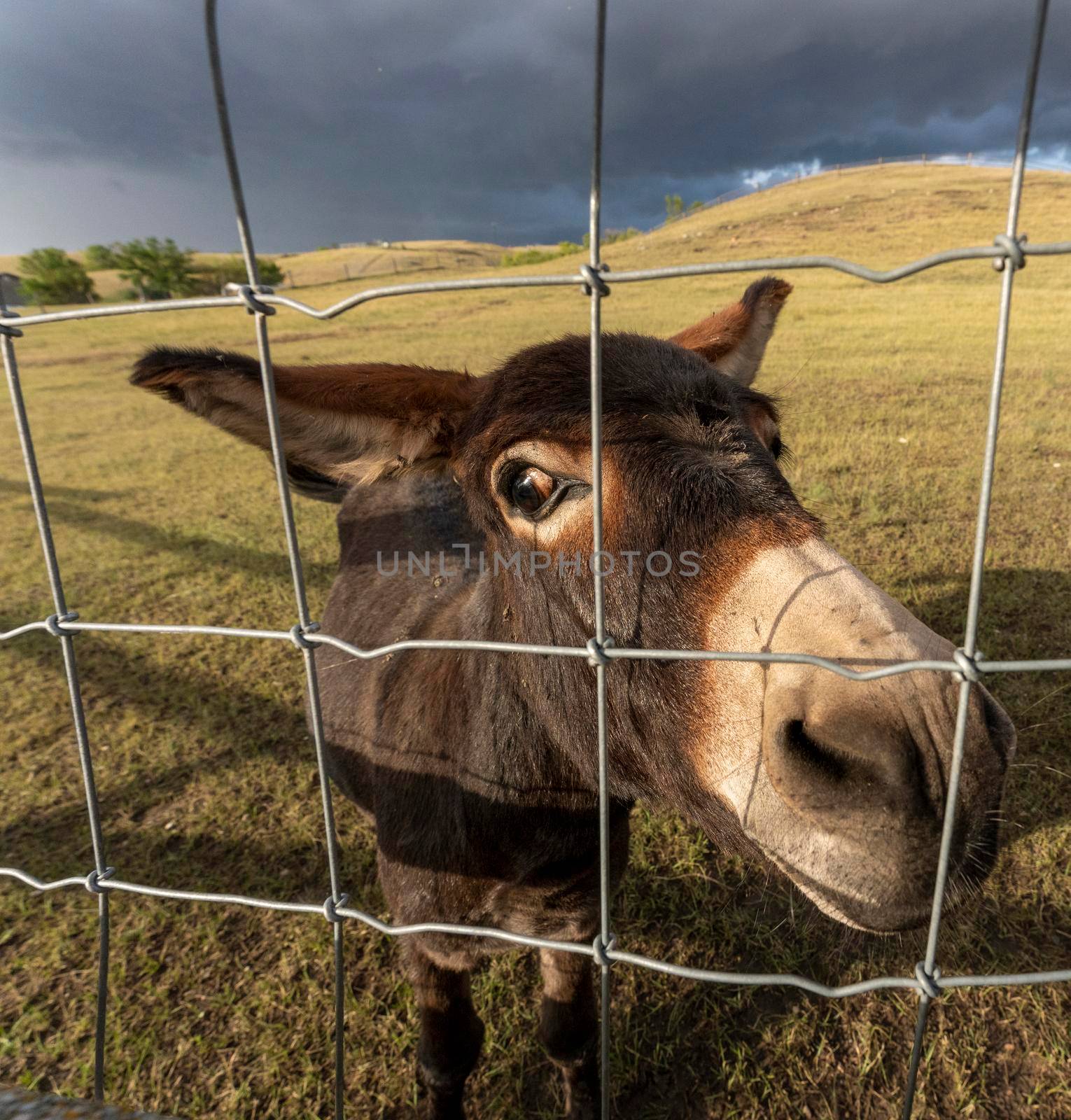 Prairie Storm Canada Summer time donkey in foreground