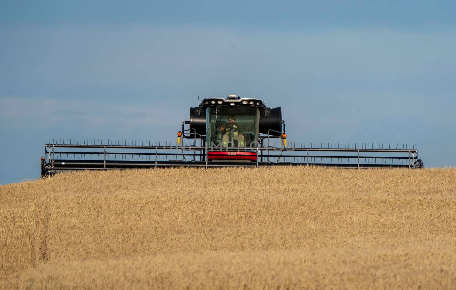 Swather in Action in Fall Saskatchewan Canada