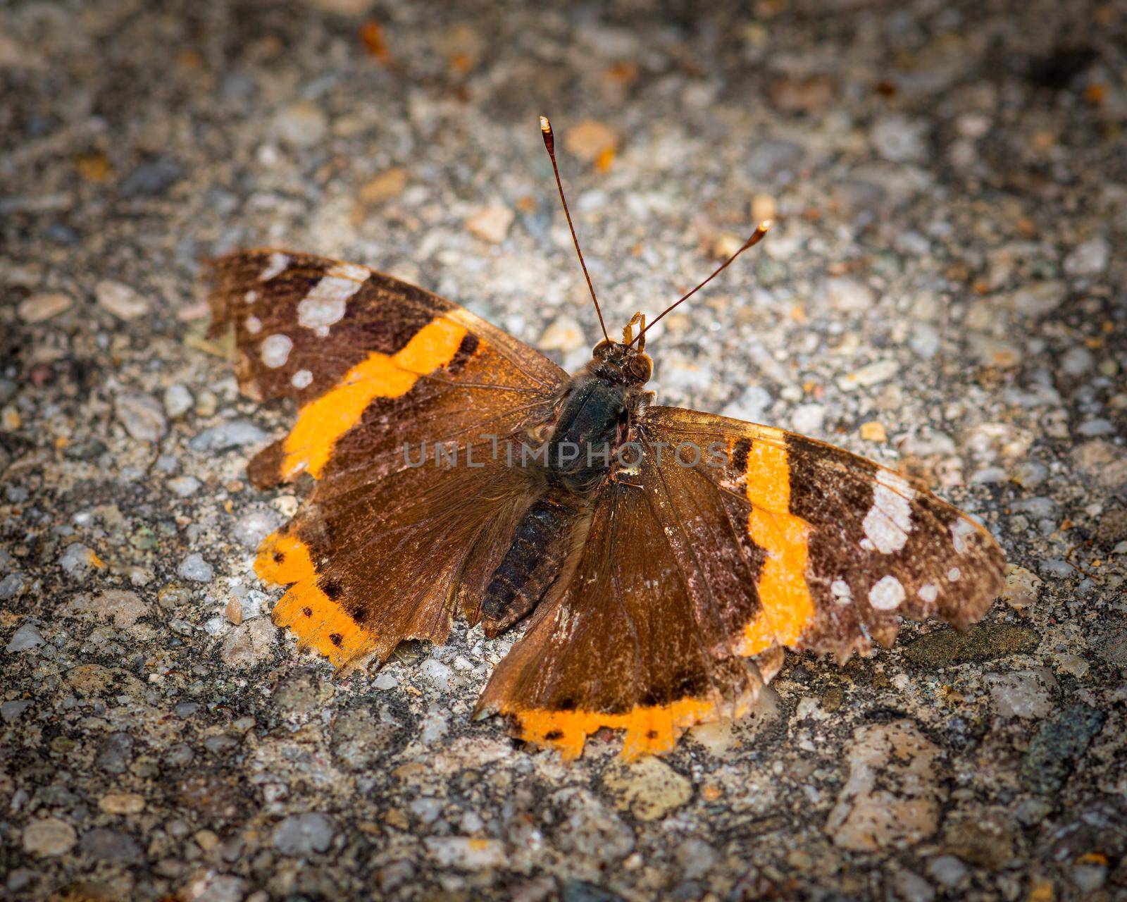 Brown colored butterfly image, selective focus photo of a butterfly