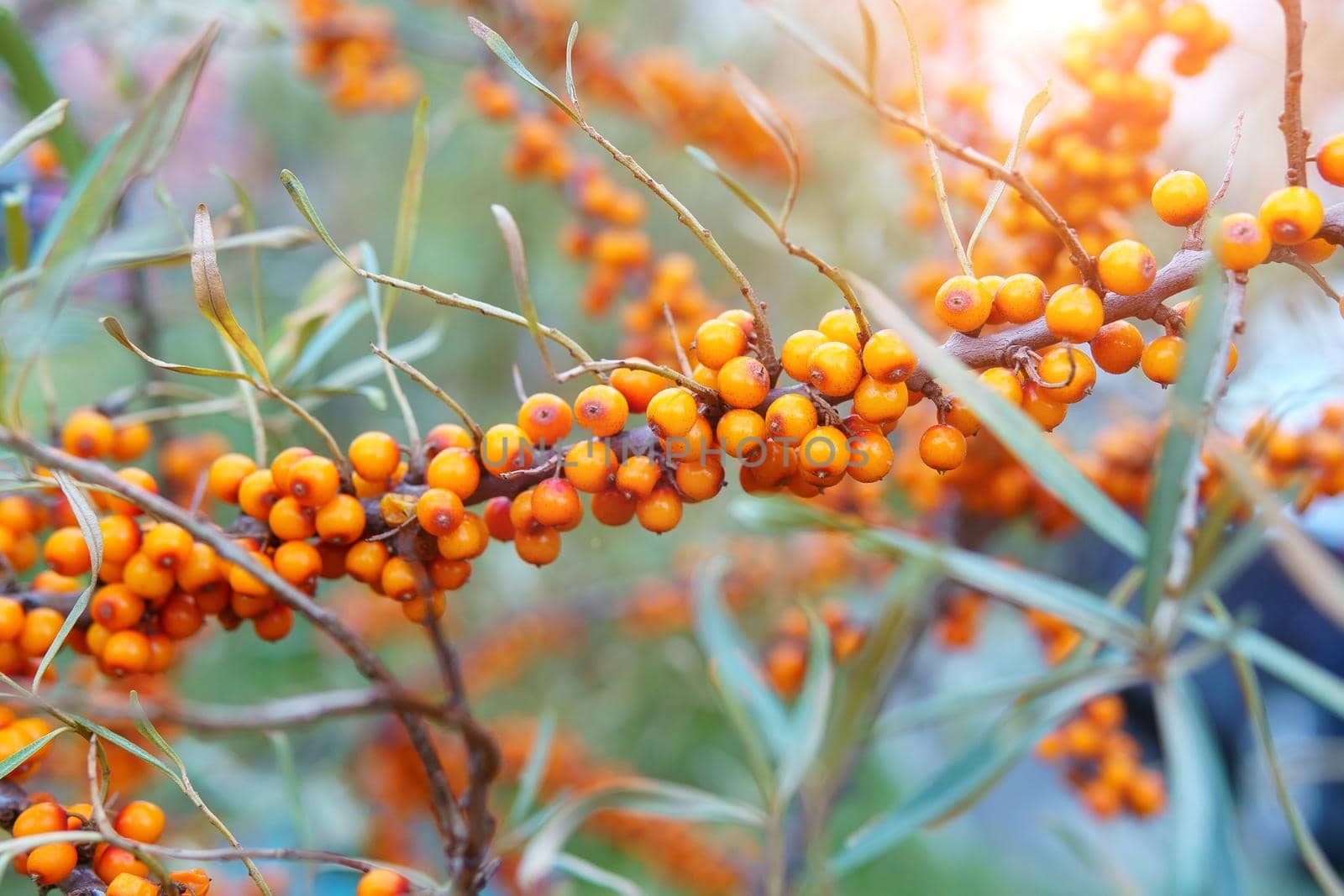 Sea buckthorn growing on a tree close up Hippophae rhamnoides. Medical plant by darksoul72