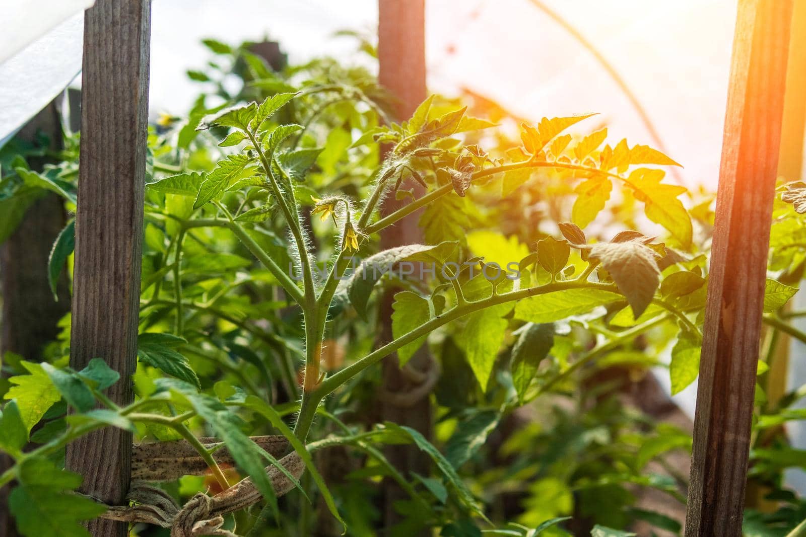 Tomato plants growing vegetables in a greenhouse. selective focus