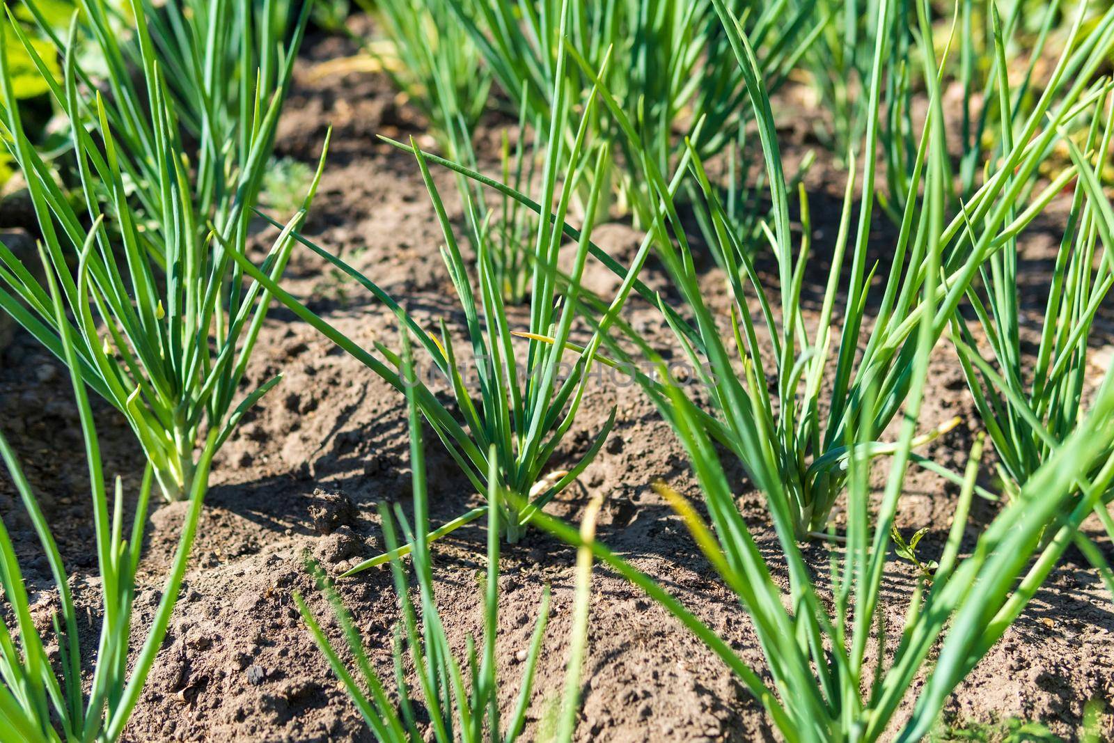 Growing green onions, growing field. Agricultural industry.