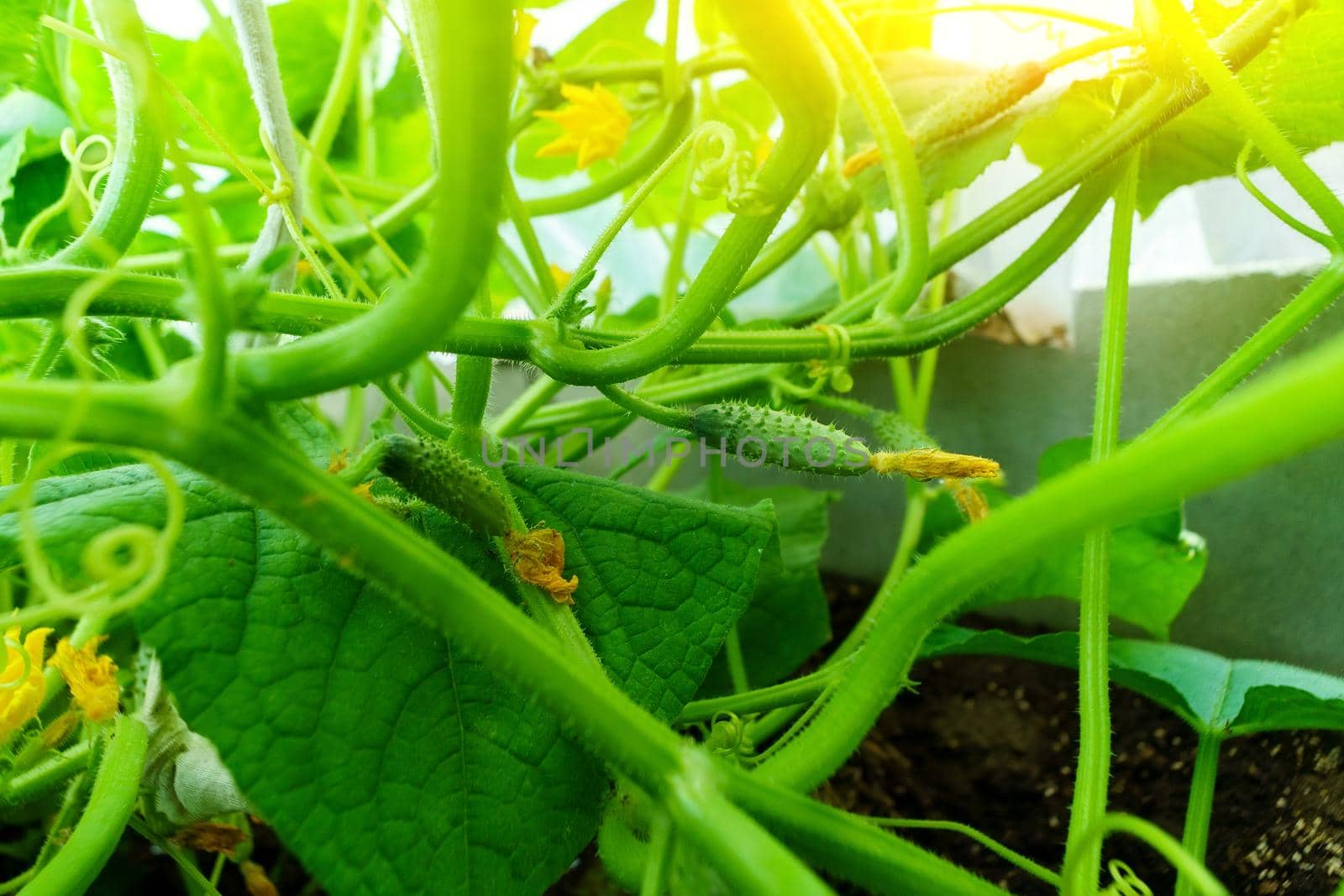 Fresh cucumbers in a hand. Harvesting of organic vegetable. by darksoul72