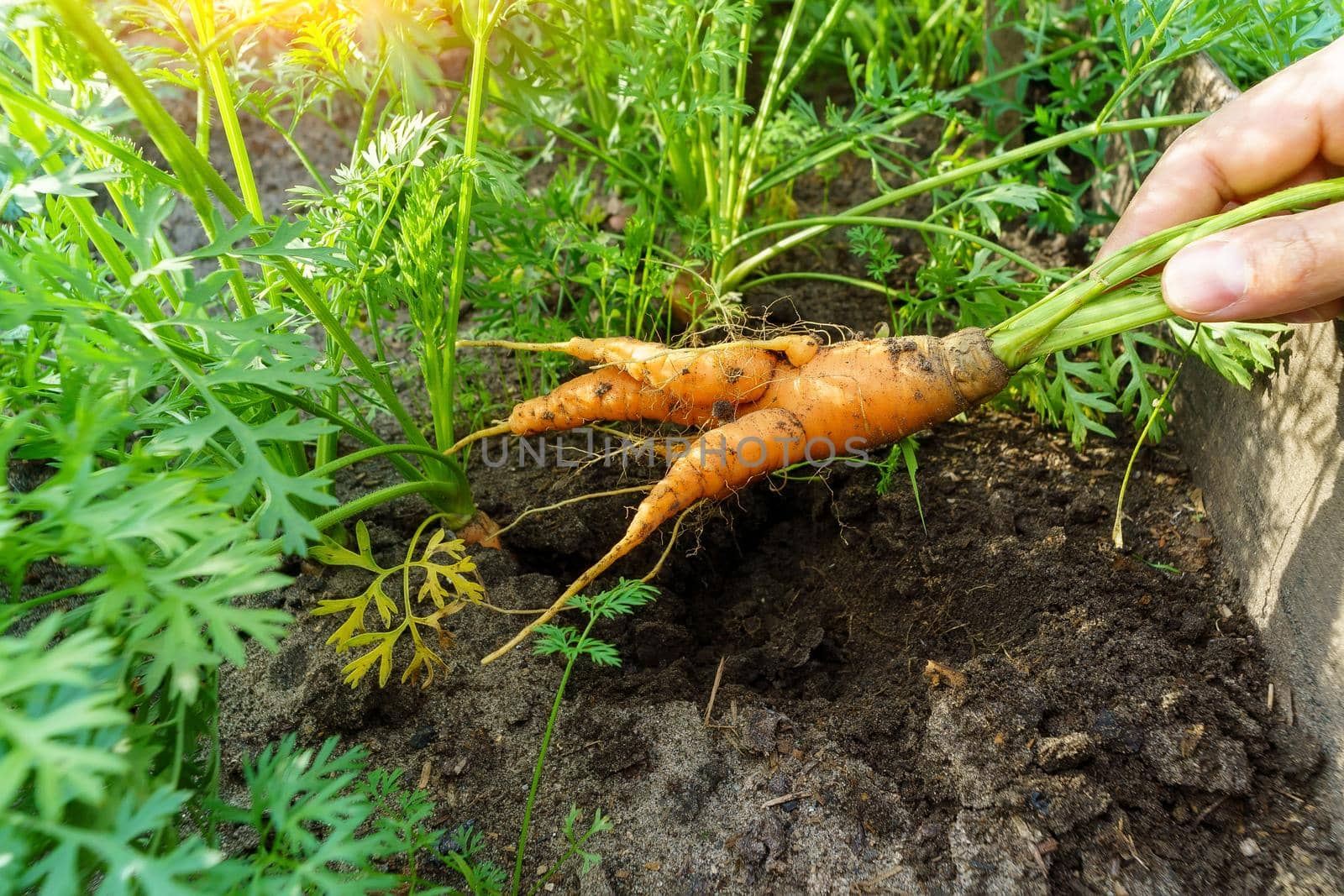 Ugly carrots in the hands of a farmer. Freshly harvested carrots. Autumn harvest. Agriculture.