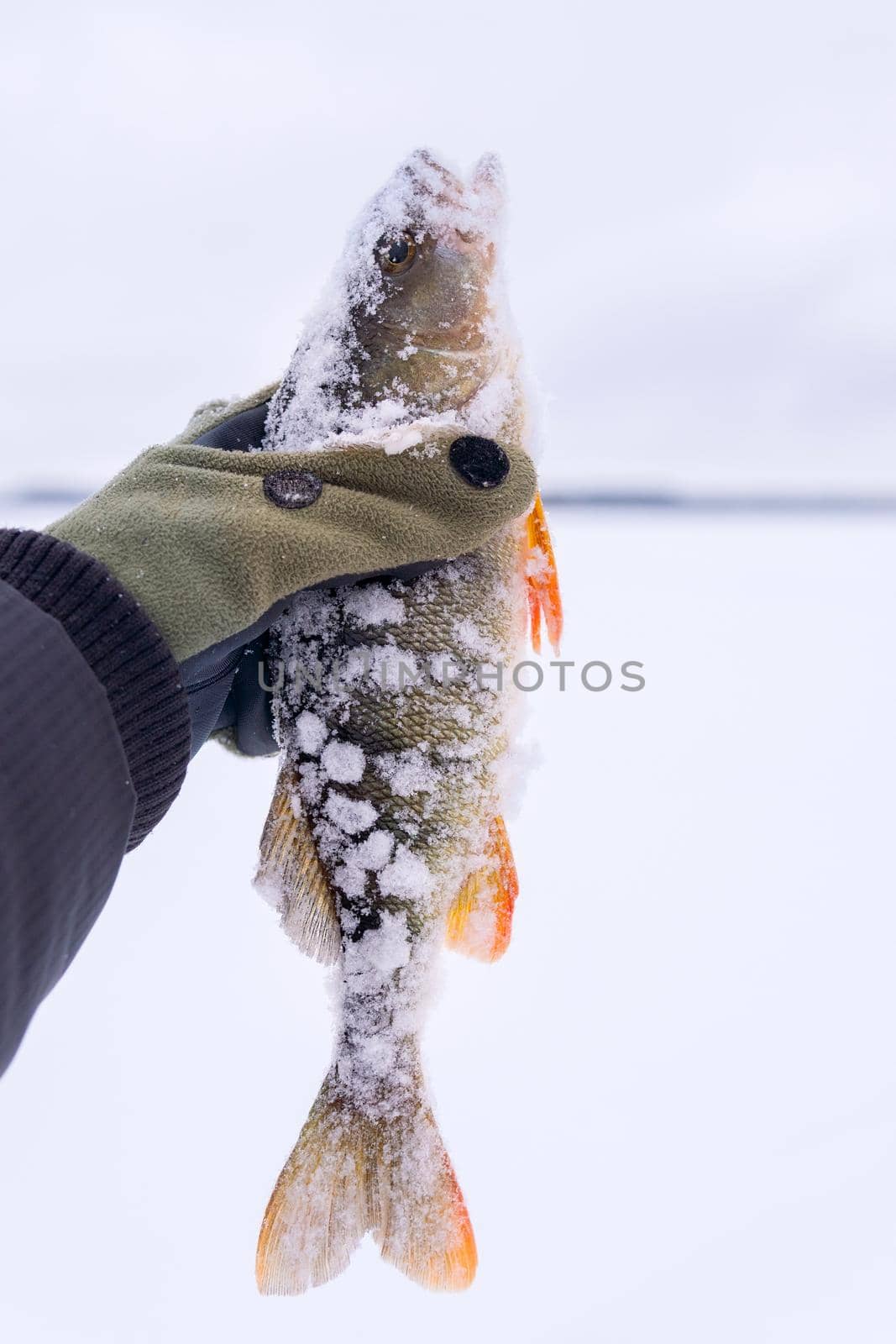 Active recreation in winter on river. Fishing for perch. winter fishing. Vertical photo by darksoul72