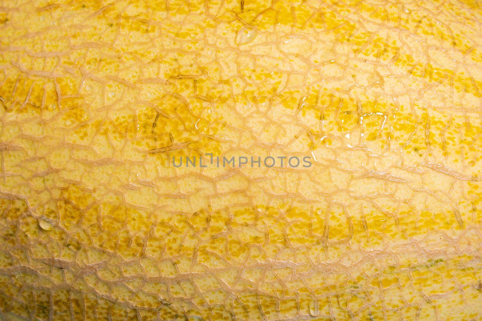 Melon close-up background of fruit skin dripping water. Juicy fruit by darksoul72