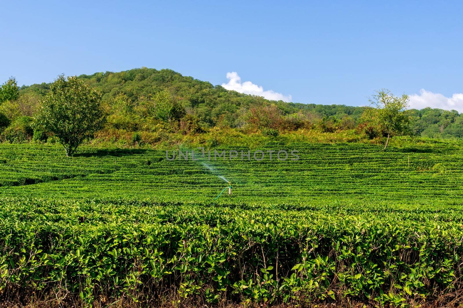 Landscape view of tea plantation. Concept for the tea product background, copy space by darksoul72