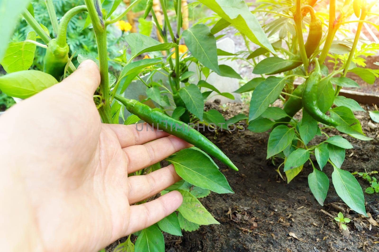Growth green pepper. Growing organic food. Pepper harvest by darksoul72