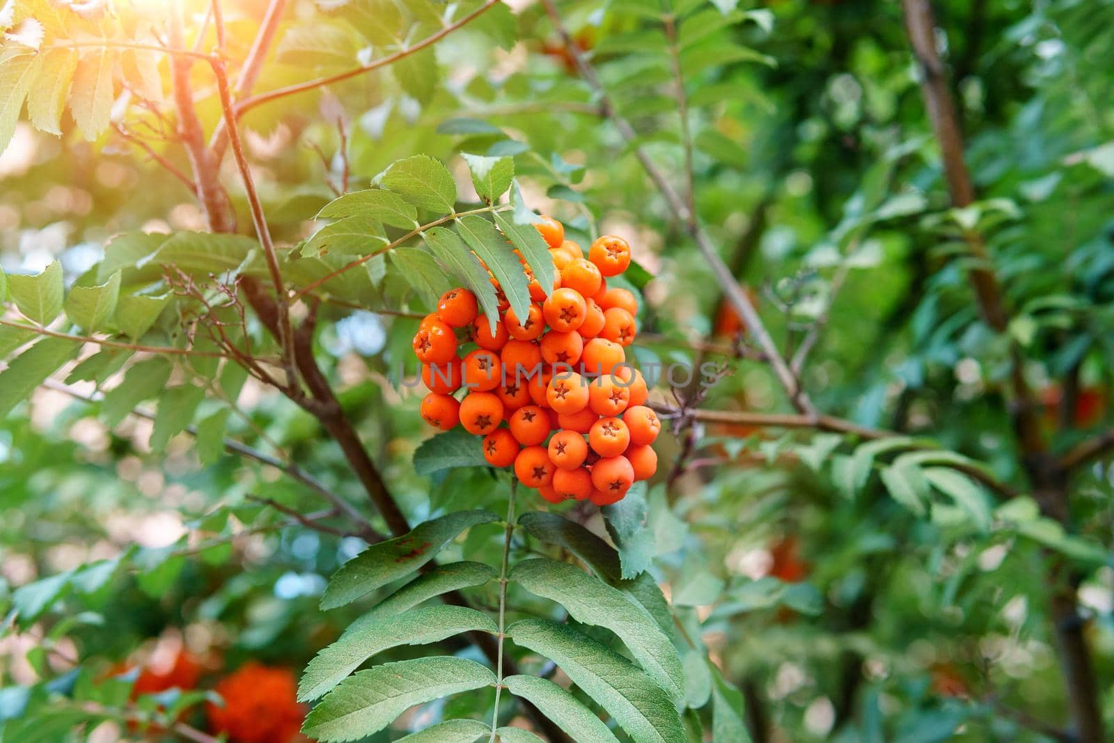 Harvest concept. Autumn rowan berries on branch. Rowan berries sour but rich vitamin C. by darksoul72