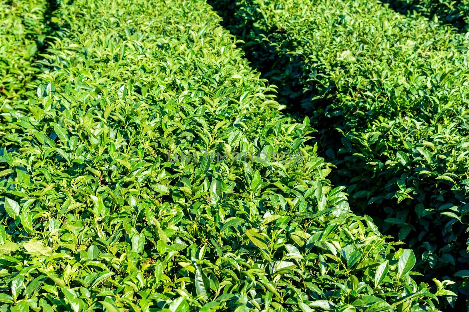 Green tea plantation natural background. Tea cultivation, harvest in autumn