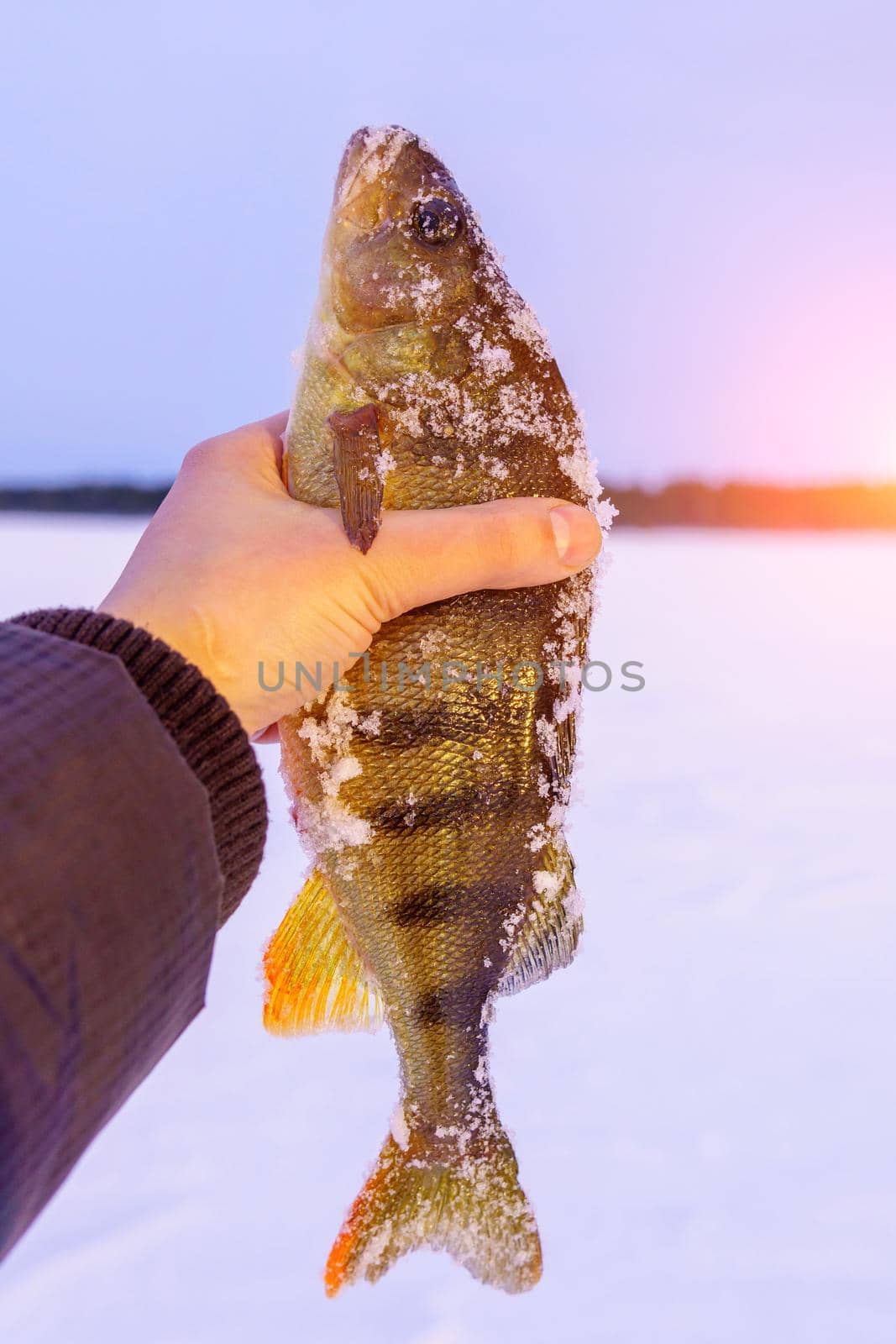 Caught fish common perch, European perch lies on the ice of the river. Ice fishing.