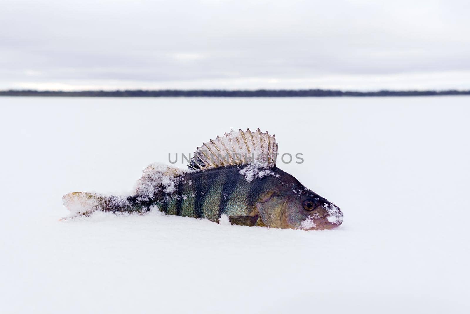 Caught fish common perch, European perch lies on the ice of the river. Ice fishing.