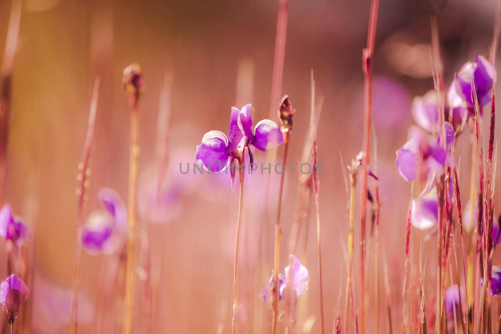 Utricularia delphinioides The flowers are dark purple bouquets. by Puripatt