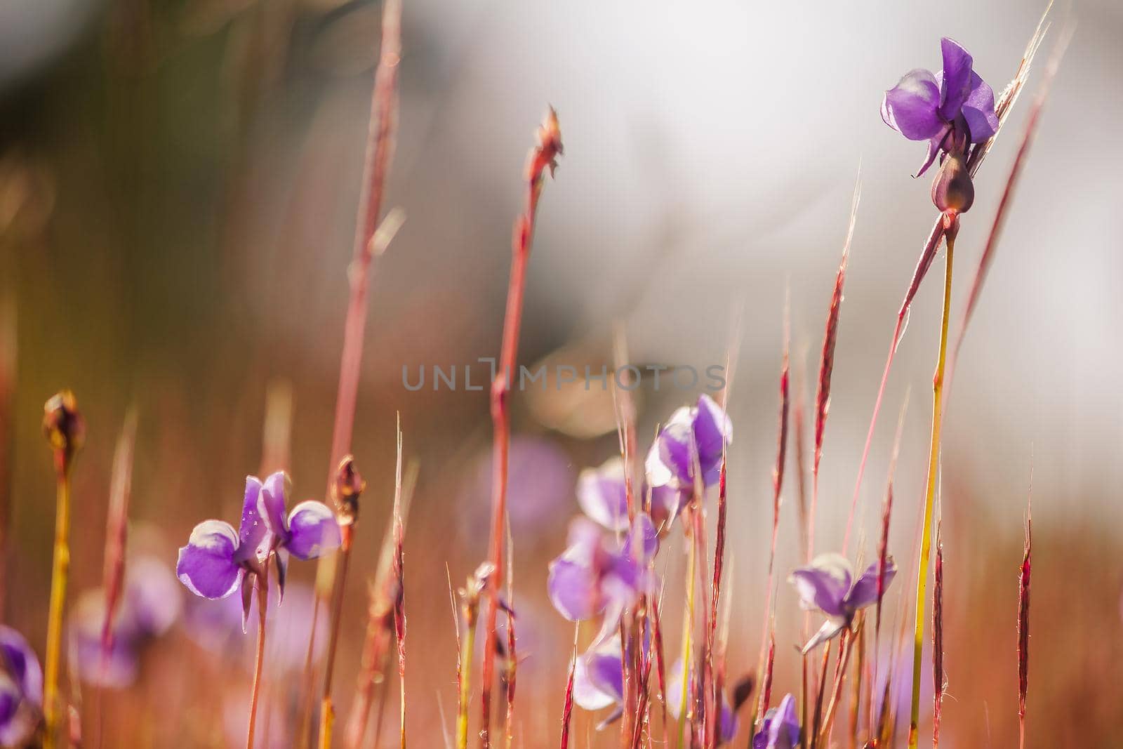 Utricularia delphinioides The flowers are dark purple bouquets. by Puripatt