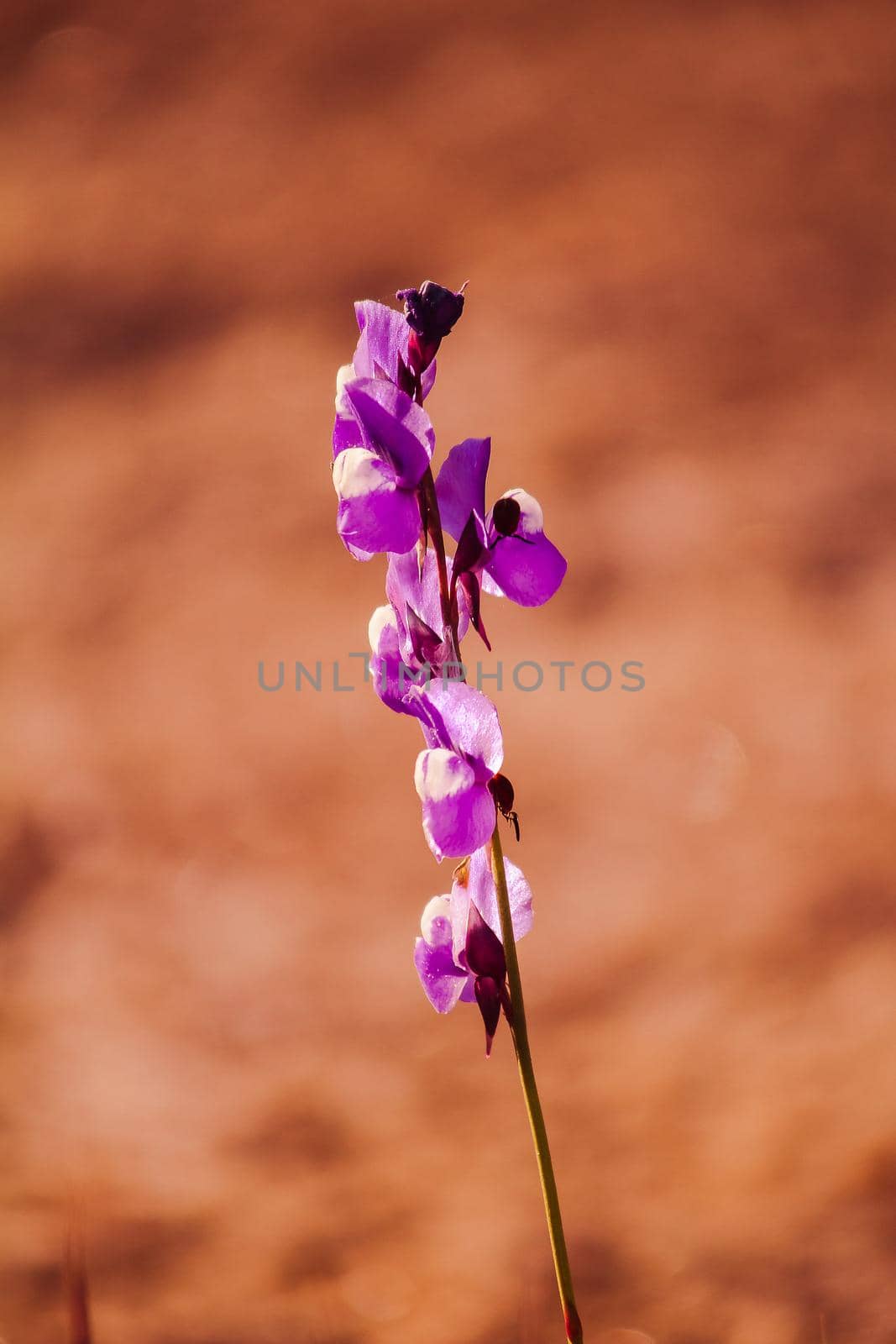 Utricularia delphinioides Is an insectivorous plant in the Wong Suoi Wanna family Herbaceous plant The flowers are bouquet of dark purple.