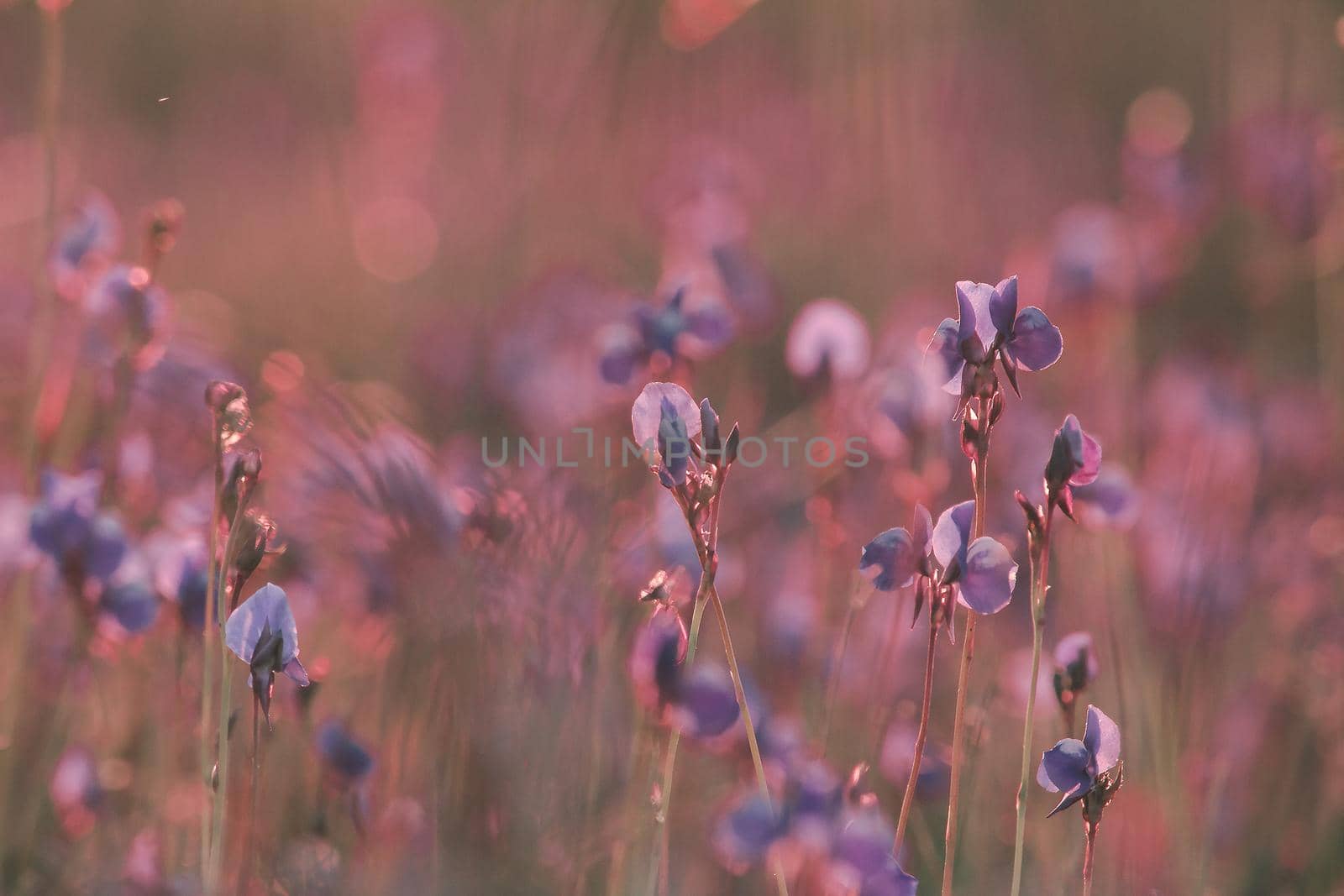 Utricularia delphinioides Is an insectivorous plant in the Wong Suoi Wanna family Herbaceous plant The flowers are bouquet of dark purple.