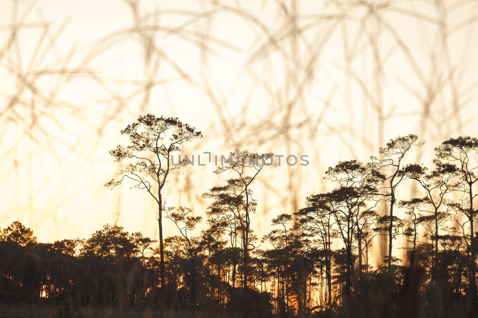 The silhouette of the beautiful pine trees in nature Sunset light background