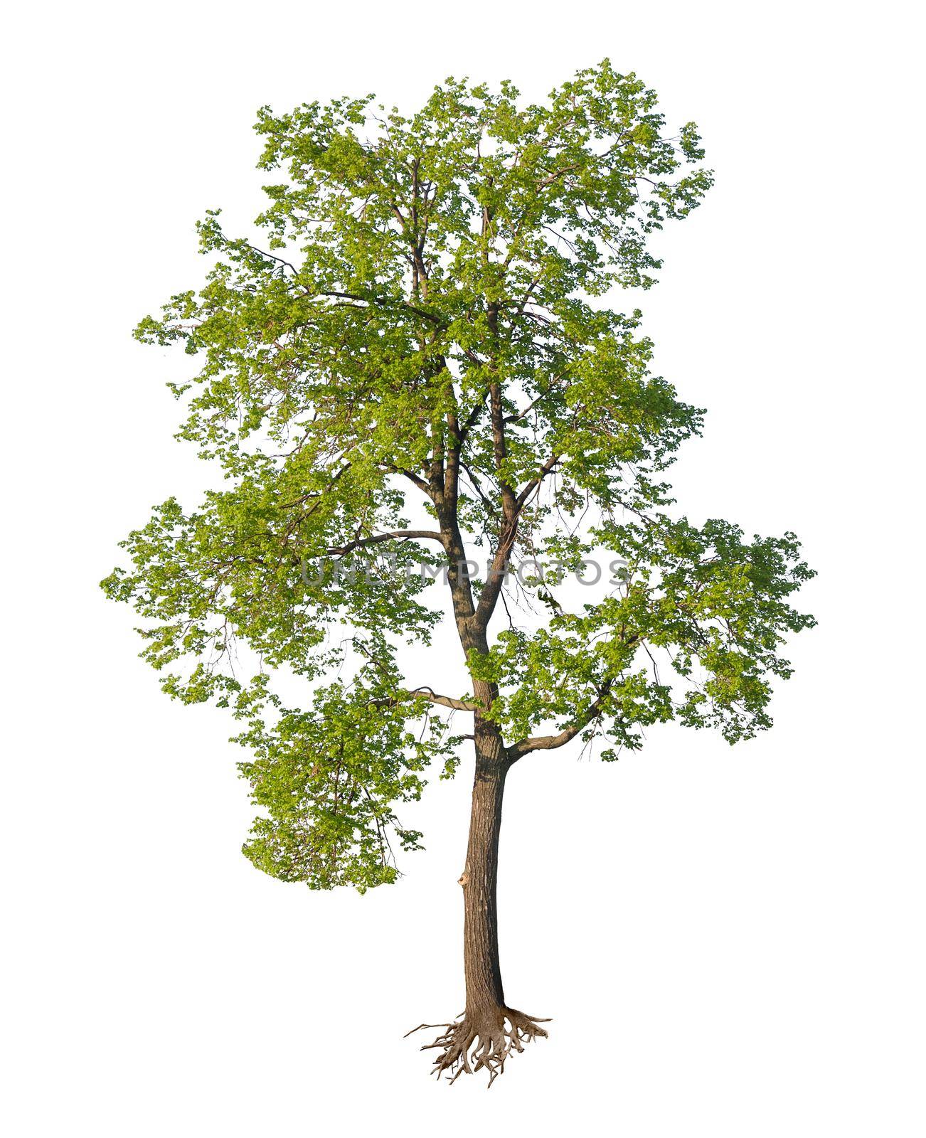 Tree with cut roots isolated over white background