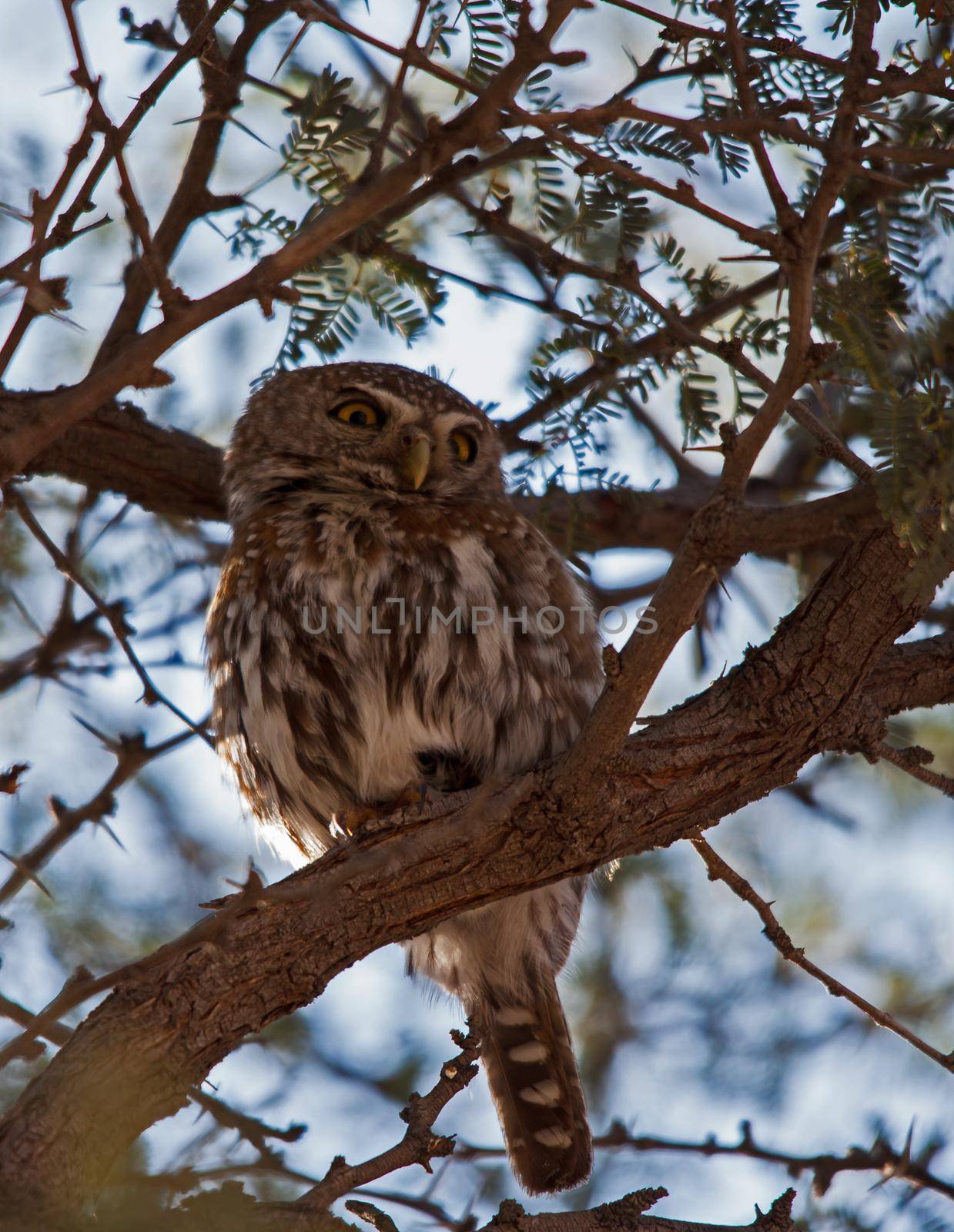 A single Pearl-spotted Owlet (Glaucidium perlatum) in a Camelthorn tree