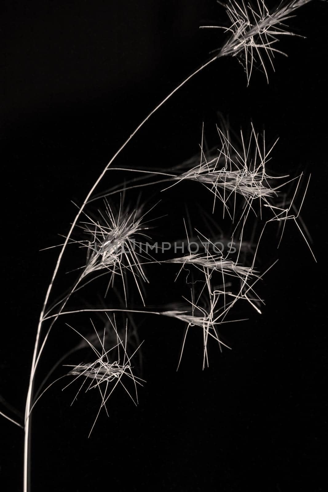 Monochrome image of Wiregrass (Aristida sp) isolated on black.