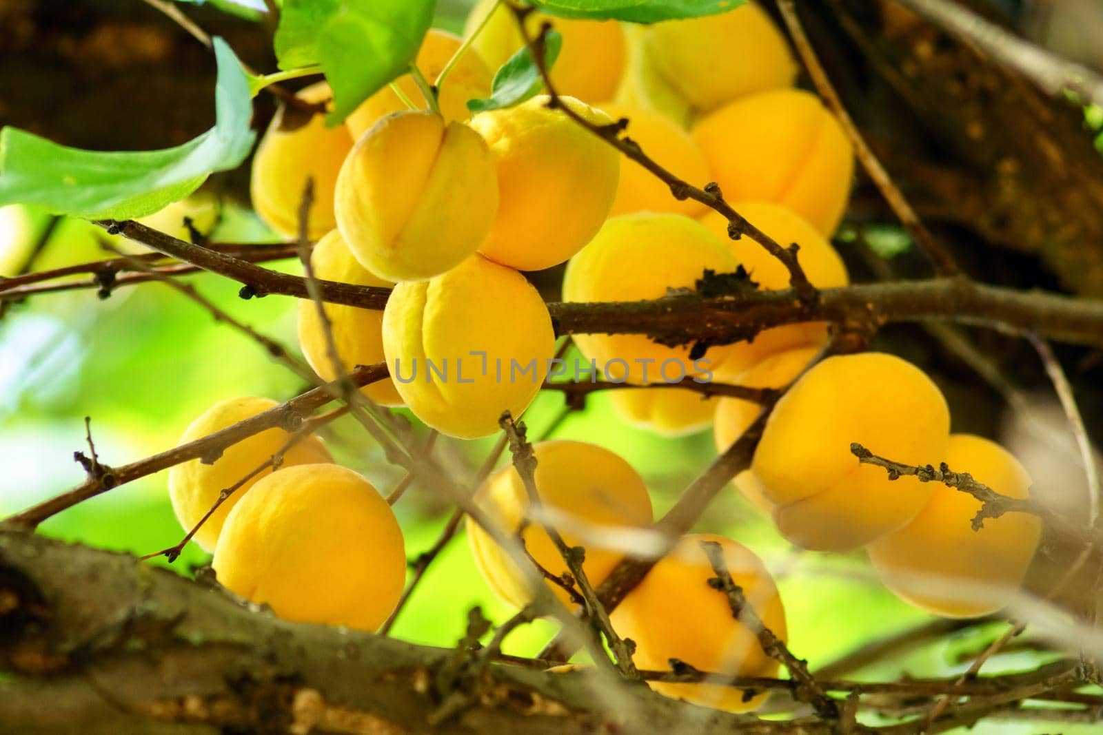 Apricots hanging on the branch close up and fruits on the tree. Soft selective focus