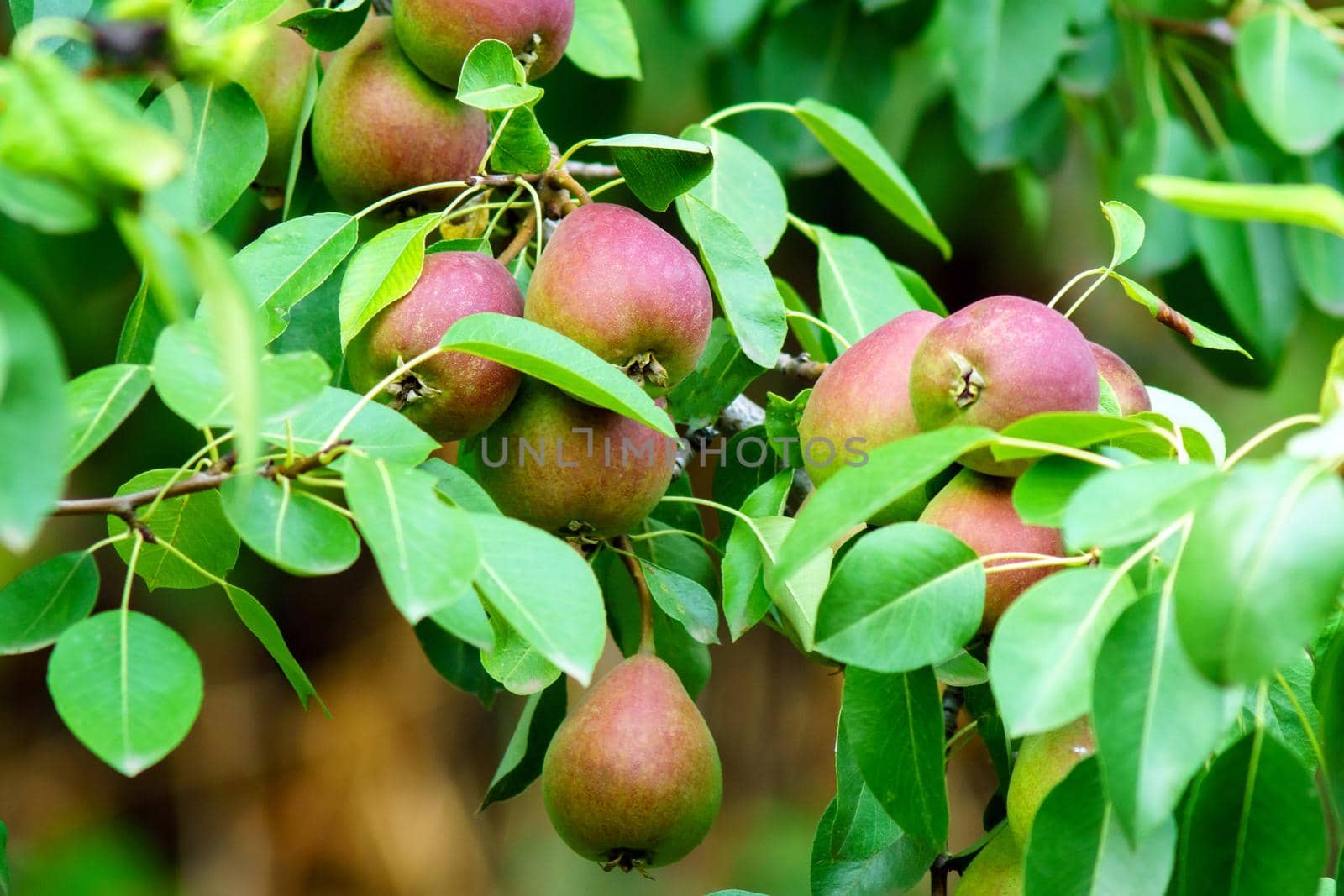 Many juicy ripe pears hanging from a green leaf tree. Healthy organic concept of nature background