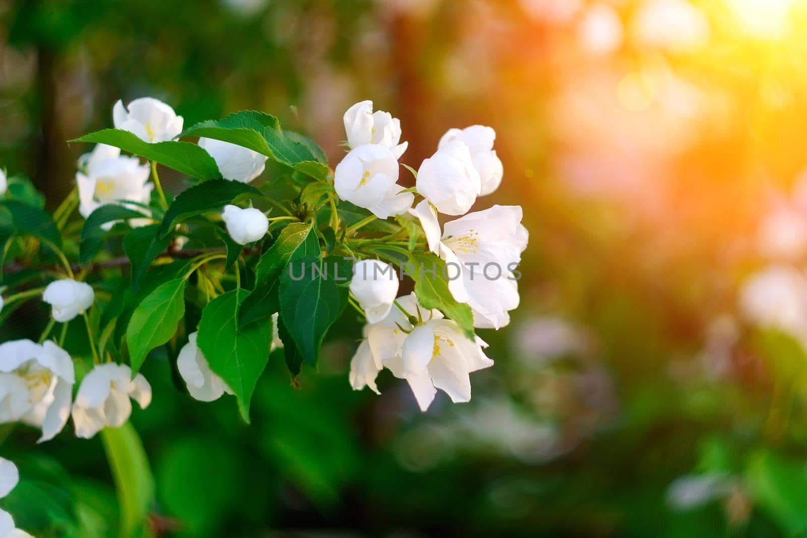 spring background with blooming apple tree branches. White petals on a sunset background. Selective focus, selective focus