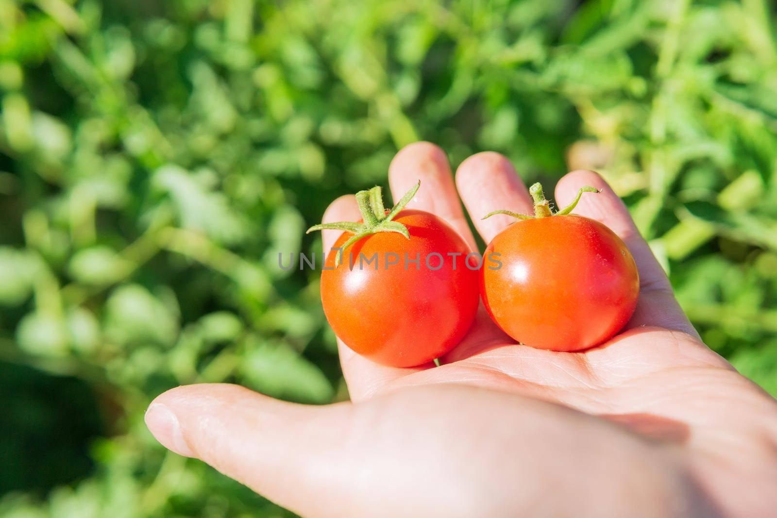 harvest of red ripe tomatoes in the hands of a farmer. selective focus by darksoul72