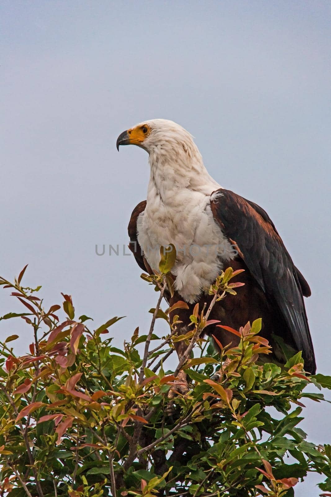 The African Fish Eagle (Haliaeetus vocifer) is an African icon.