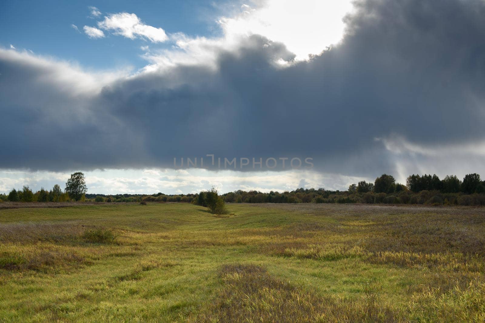 Grass on the field in the bright light of the autumn sun