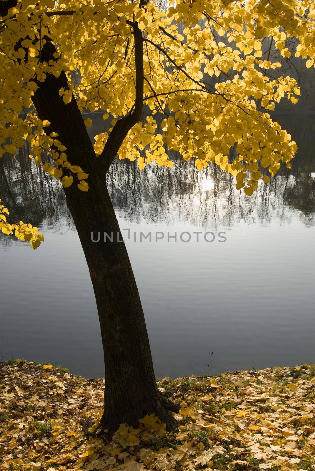 Tree with yellow leaves on the bank of a lake