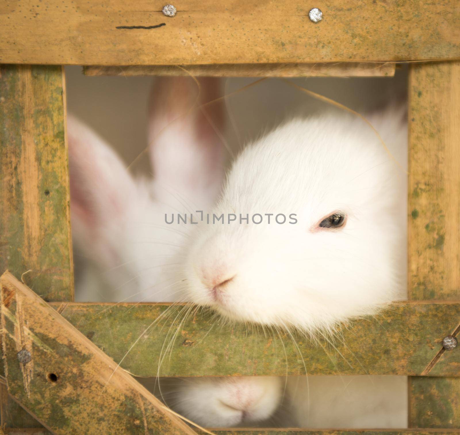 Cute white rabbits in cage by nikitabuida