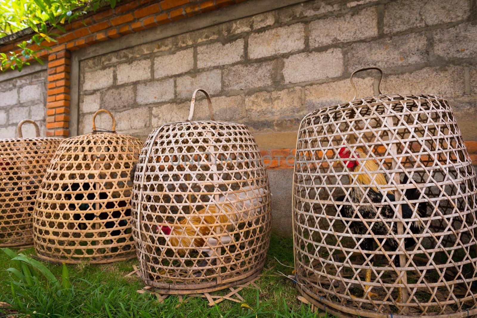Fighter cocks in cages ready for action