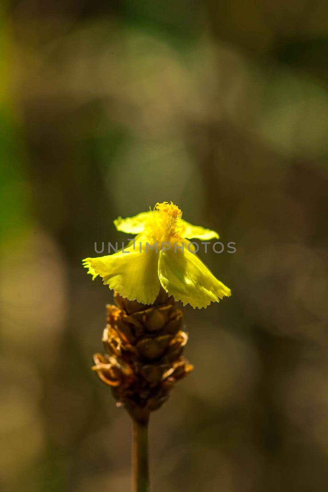 Lentibulariaceae Is an insectivorous plant. Yellow wild flowers growing up as small clumps, 10-15 cm tall