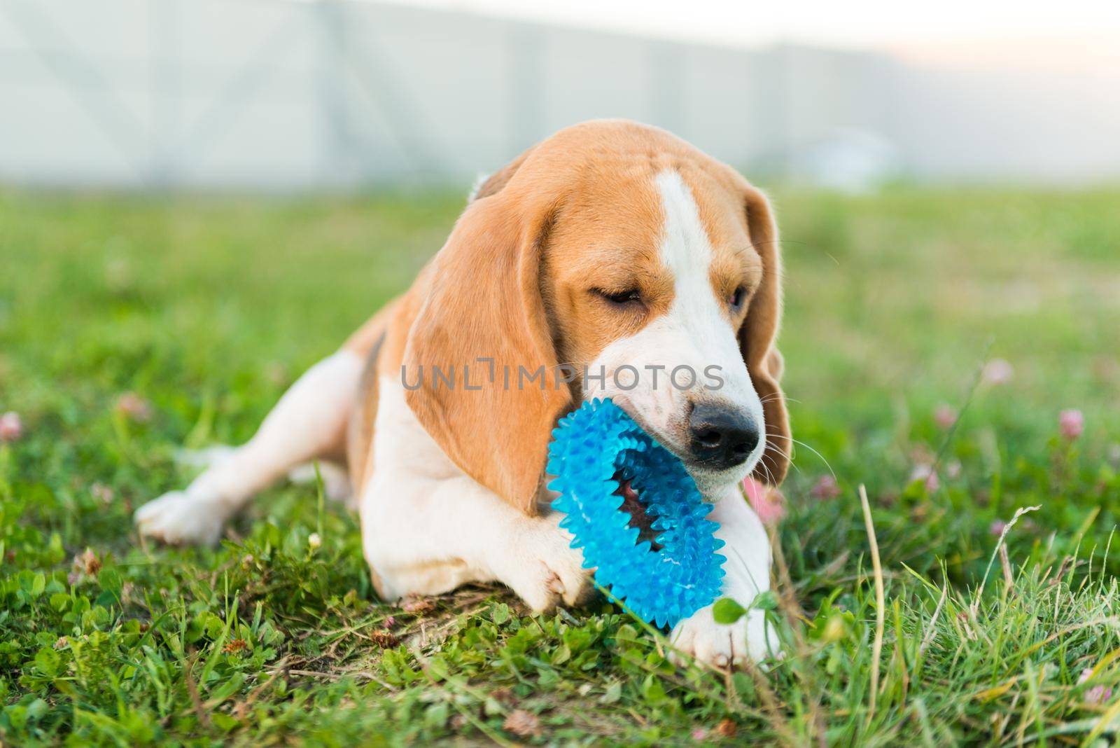 Portrait of cute beagle dog in green grass in the backyard
